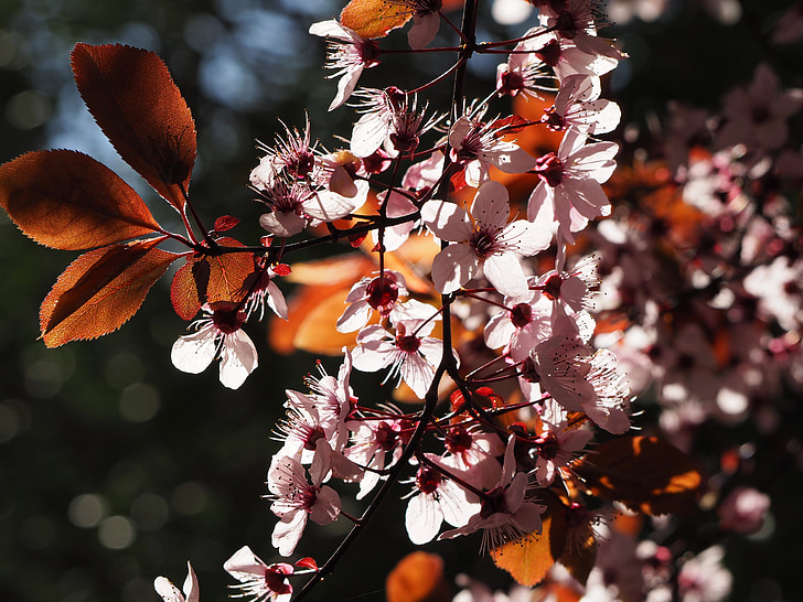 Prunus, Prunus serrulata, květ, třešeň, Japonská třešeň, třešňový květ, Cherry Japonsko