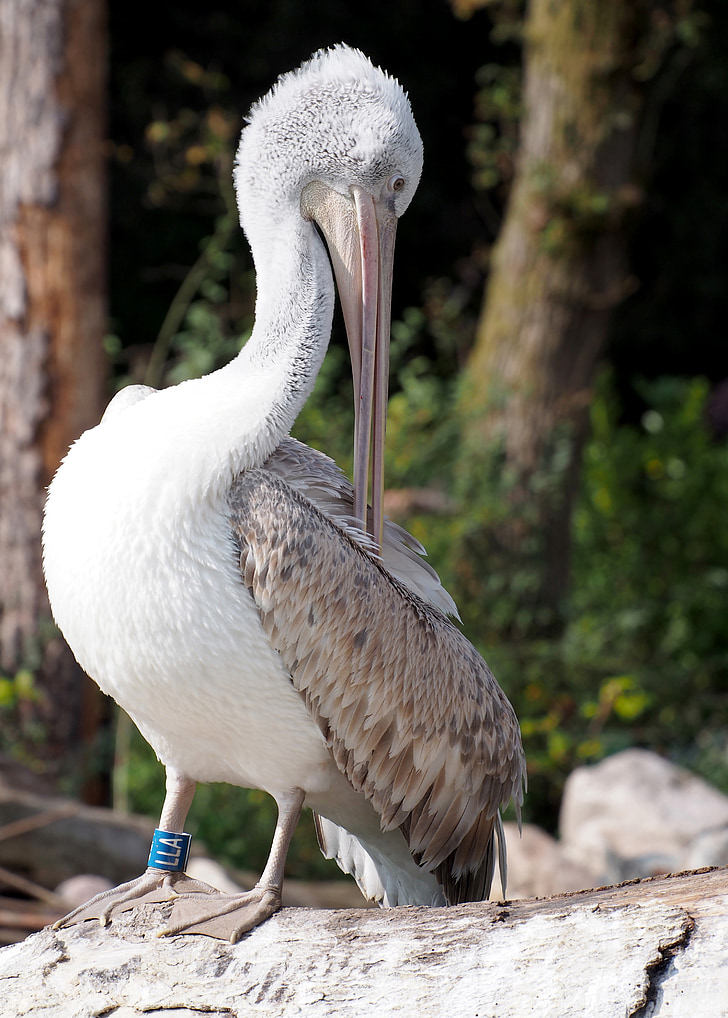 Pelican, fugl, Wildlife, hvid, dyr, natur, næb