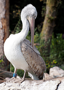 pelican, bird, wildlife, white, animal, nature, beak