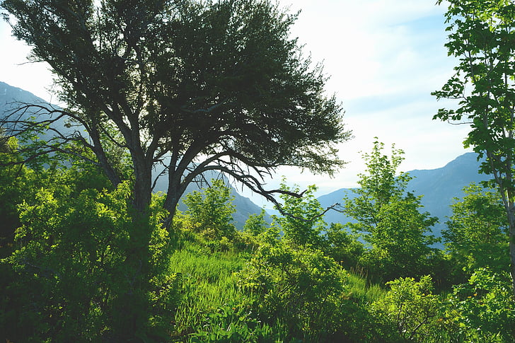 Utah, màu xanh lá cây, bỏ qua, cảnh quan, đi bộ đường dài, cuộc phiêu lưu, mặt trời mọc