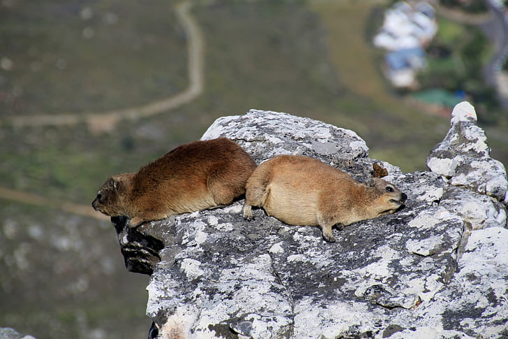 hyrax, Taffelberget, Cape town, Sør-Afrika, dyr, dyr, pels dyr