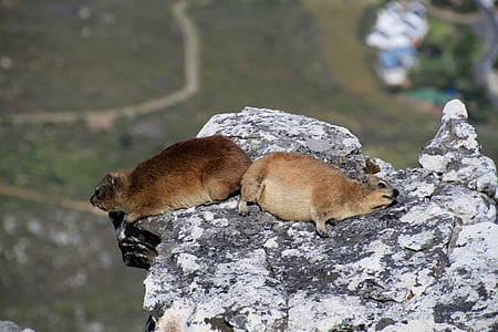 hyrax, Gunung Table, Cape town, Afrika Selatan, hewan, hewan, bulu binatang