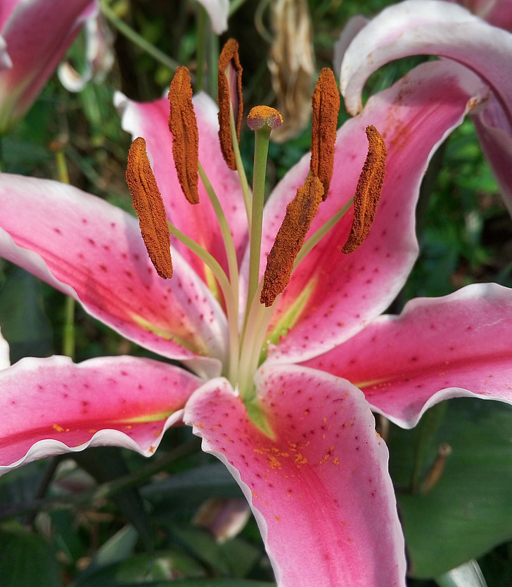 Lilie, Blume, Frühling, rot, Rosa, Coleus forskohlii, Makro