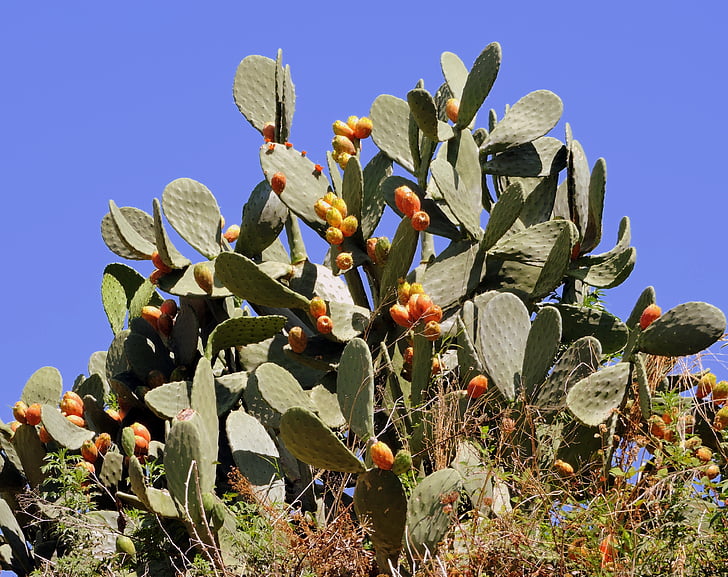 prickly pears, succulent plant, sky, green, nature