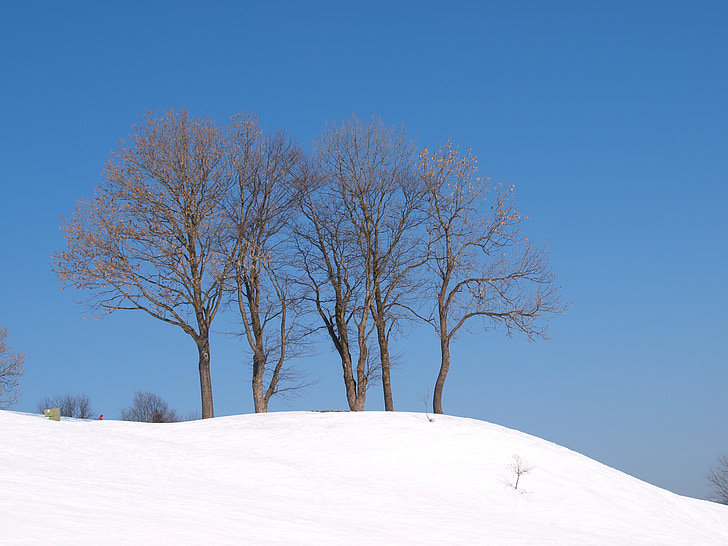 산, 눈, 트리, 자연, 겨울, 시즌, 하얀