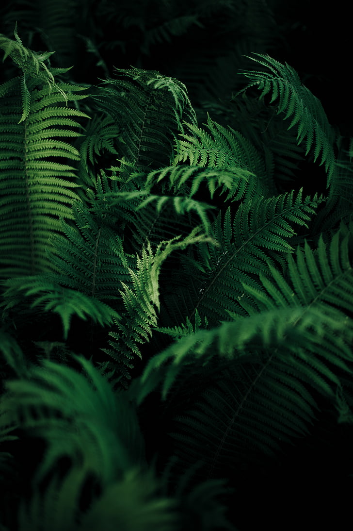 close-up, green, leaves, plant, green color, fern, frond