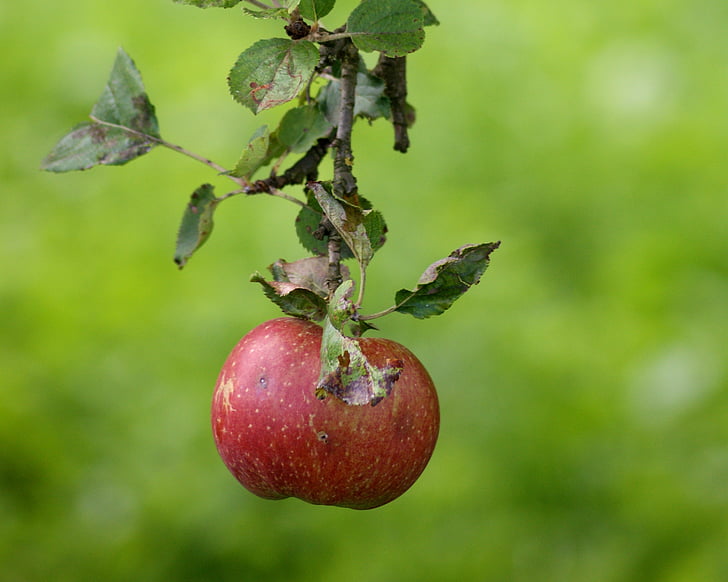 Apple, frugt, grøn, moden, mad, æbletræ, rød