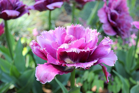 tulip, frans tulip, pink flower, frühlingsblüher, nature, flower, fransen