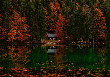 Itálie, roční období, podzim, na podzim, listoví, Les, stromy