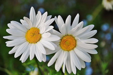 Daisy, stokrotki, kwiatowy, roślina, naturalne, kwiat, Bloom