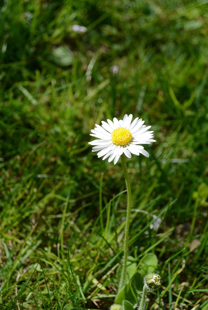 Daisy, kukka, kevään, Bloom, Flora, Luonto, terävä kukka