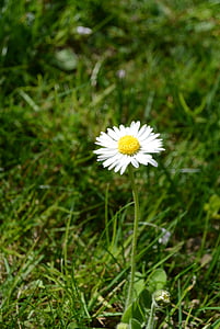 daisy, flower, spring, bloom, flora, nature, pointed flower