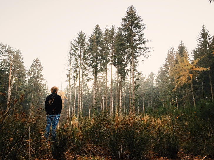 daytime, fir trees, forest, grass, lonely, man, nature