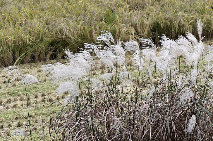 autumn, reed, rice paddies, silver grass, landscape, nature, silver pool
