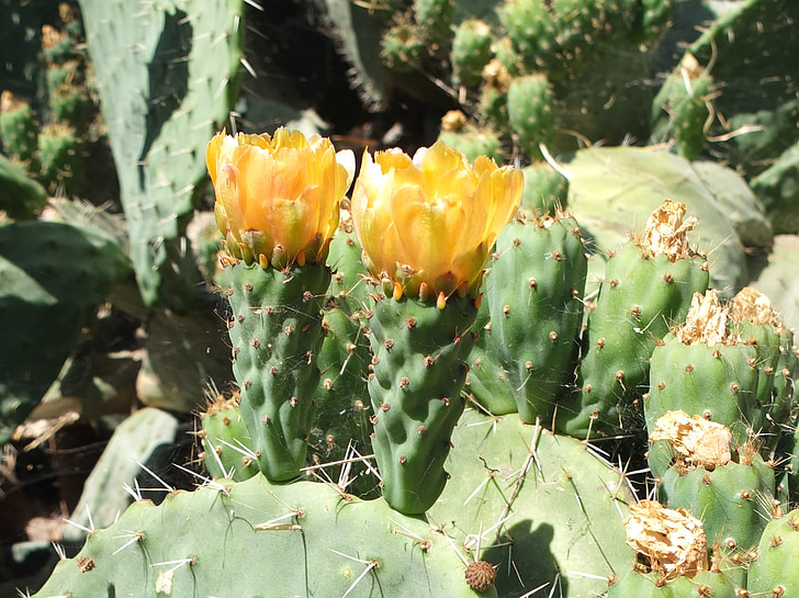 Cactus, kaktus blomma, Anläggningen, STING, taggig, Blossom, Bloom