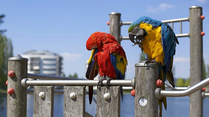 djur, fåglar, färgglada, färgglada, Macaw, makro, papegojor