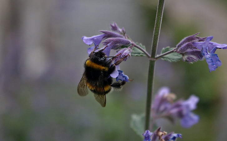 abella, natura, mel, insecte, flor, natural, pol·len