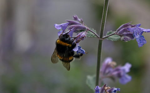 Bee, natur, honning, insekt, blomst, naturlige, pollen