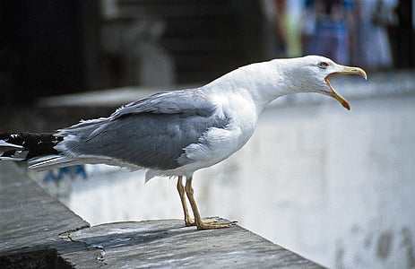 Seagull, grito de, proyecto de ley, pájaro, plumaje, mundo animal, Retrato de aves