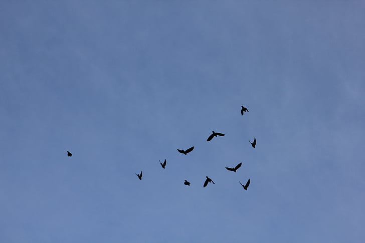 paukštis, paukščiai, Himmel, siluetai, mėlyna, skristi