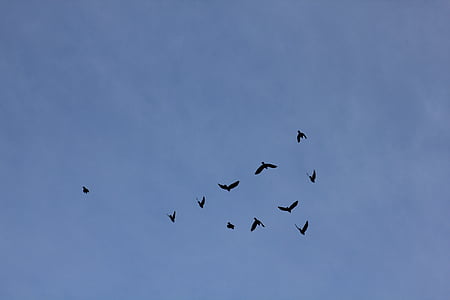 fågel, fåglar, himmel, silhuetter, blå, fluga