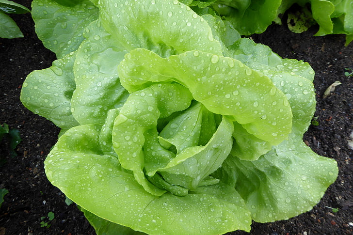 salotų lapai, salotos, Lapinės salotos, žalia, daržovės, šaltas maistas, Bio