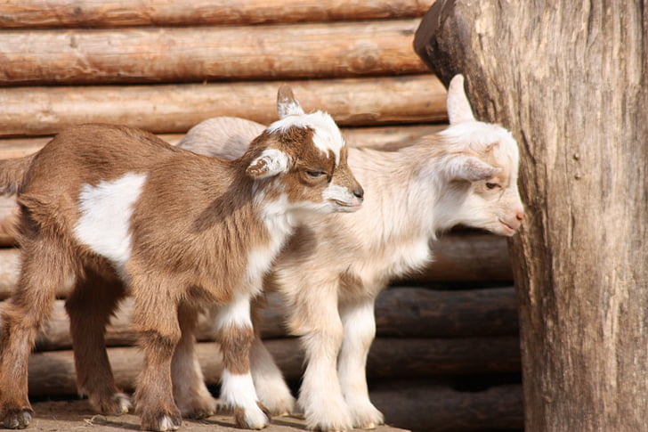 koze, bebe, biljni i životinjski svijet parka