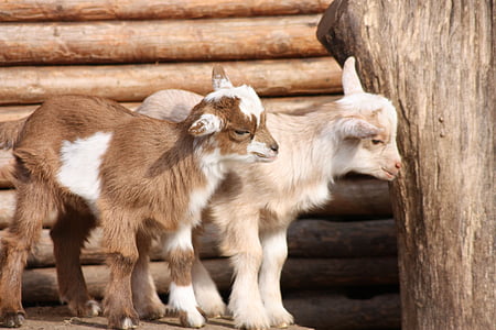 goats, babies, wildlife park