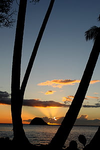 plaj, ada, manzara, palmiye ağaçları, siluetleri, gökyüzü, günbatımı