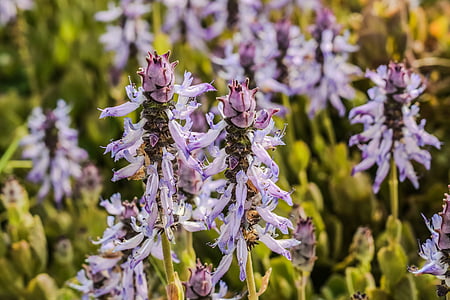lavender, flower, plant, purple, nature, floral, herbal