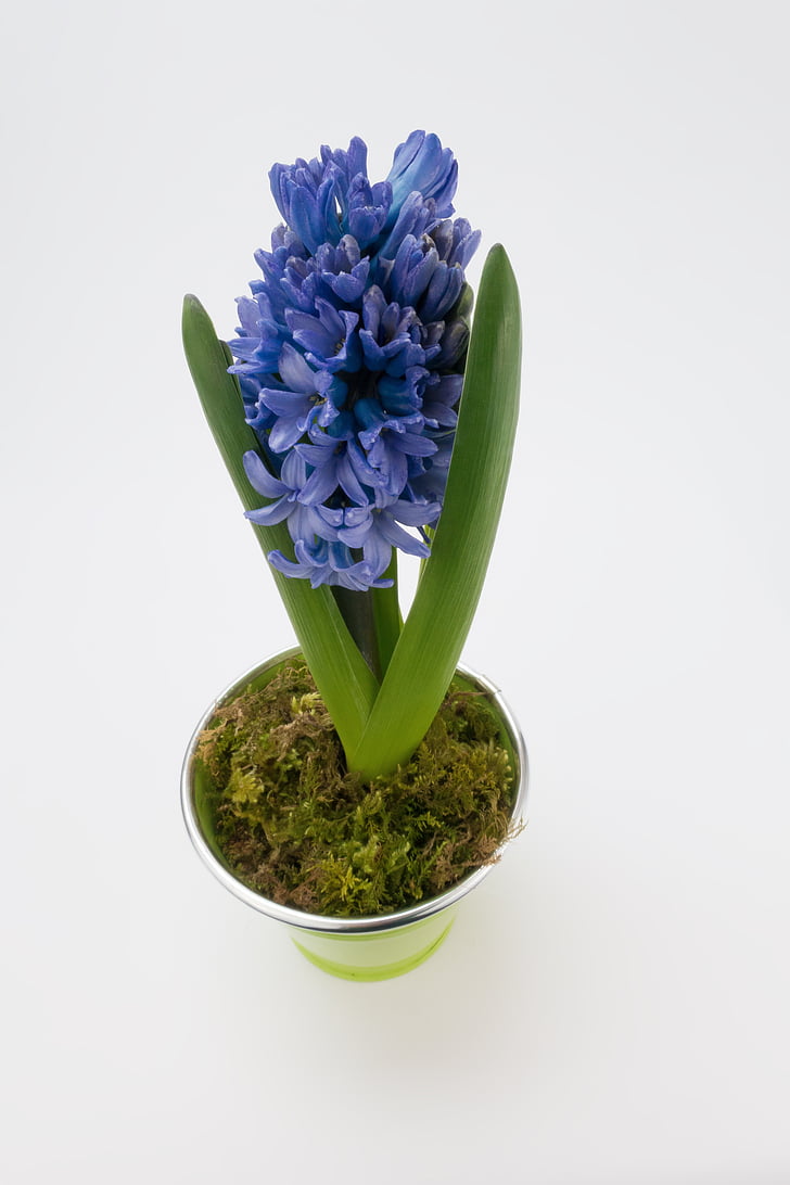 Hyacint, Hyacinthus orientalis, Chřestovité, Chřest rostlina, květ, jaro, závod