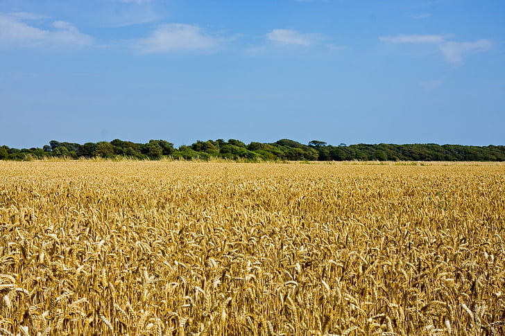 ladang gandum, gandum, pemandangan, emas, emas, biru, langit