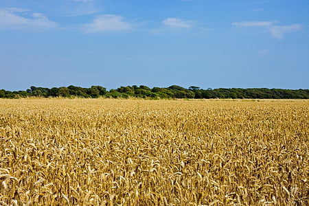camp de blat, blat, paisatge, d'or, or, blau, cel