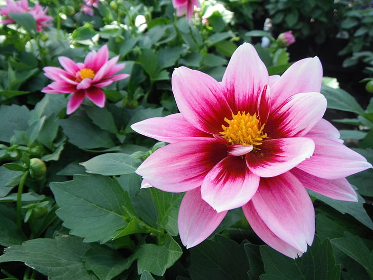 Dahlia, kukka, vaaleanpunainen, kesällä, terälehti, Blossom, Luonto