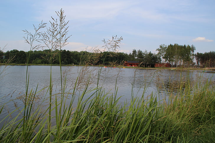 græs, Lagoon, vandreservoir, sommer, vegetation, spacer, søen