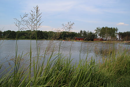 fű, Lagoon, víztározó, nyári, növényzet, Távtartó, tó