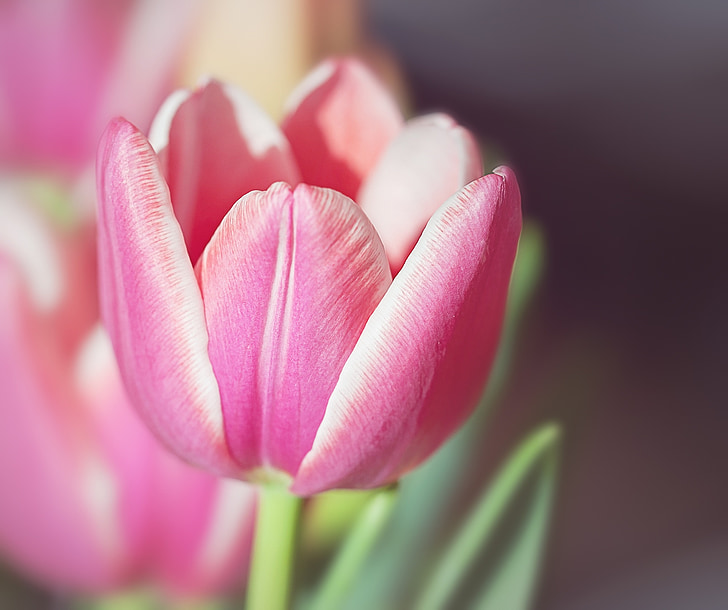 Tulipán, květ, květ, Bloom, bílá růžová, jaro, nabídka