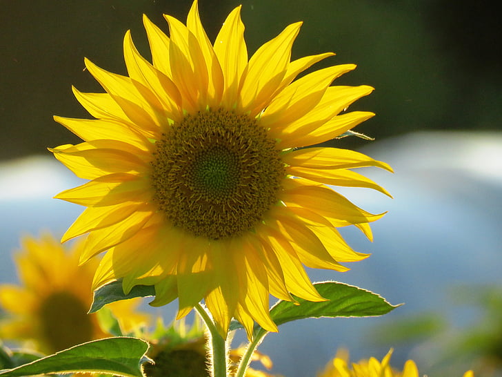 Sun flower, žlutá, květ, Bloom, léto