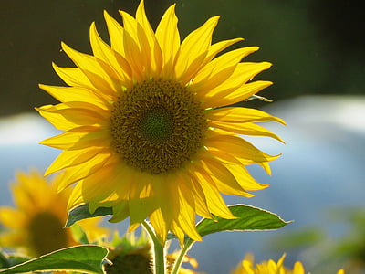 Sun flower, gul, Blossom, Bloom, sommar