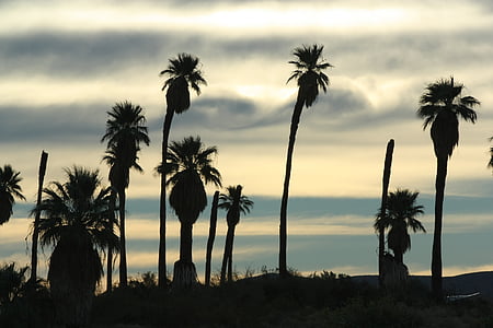 pôr do sol, silhuetas, palmas das mãos, árvores, oásis de mara, Vinte e nove palmeiras, Califórnia