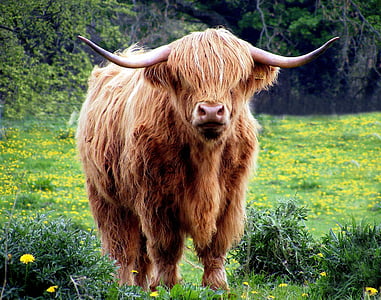 cow, bull, horns, coat, shaggy, pasture, field