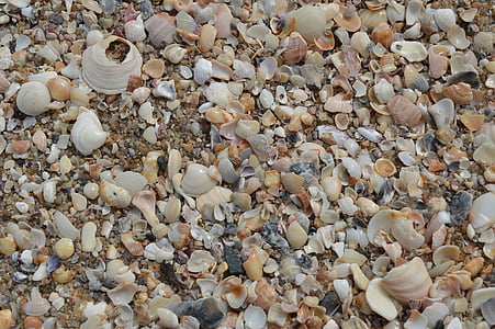 shells, macro, beira mar, mar