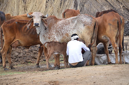 mamíferos, India, vacas, de ordeño, granjero, leche