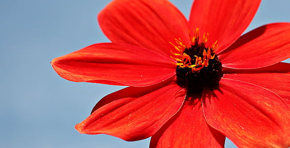 Dahlie, Blume, Blüte, Bloom, rot, rote Dahlien, Seitenansicht