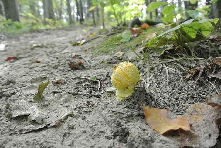 fungo, natura, foresta, Canada, funghi, escursionismo, foglie