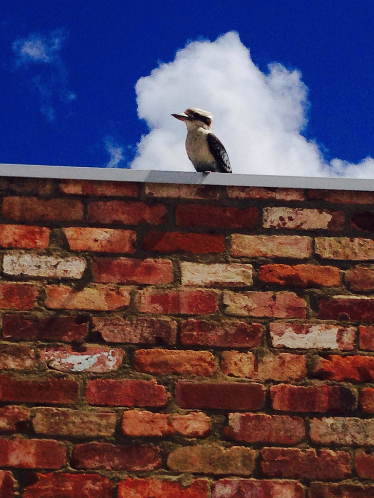 kookaburra, птица, Австралия