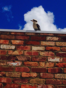 kookaburra, con chim, Úc