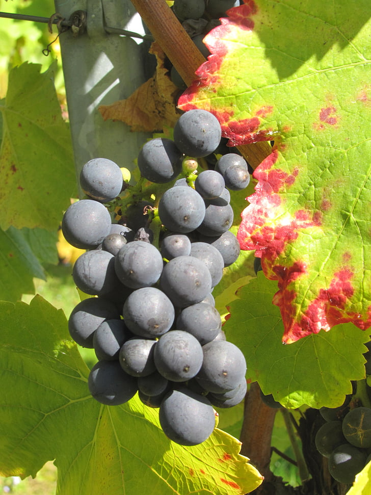 Vintage, druer, vin, frukt, dyrking, Vine, vinen høste