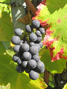Vintage, uvas, vino, fruta, cultivo, vid, cosecha del vino