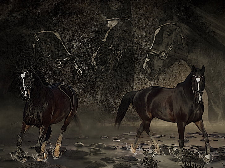 cavalli, Collage, nebbia, acqua, testa, sono indescrivibili, Photoshop